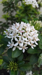 ixora white flowers in the garden.