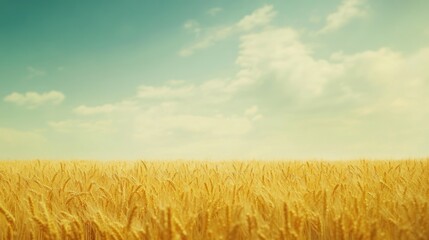 A golden wheat field under a blue sky with fluffy clouds, evoking tranquility and nature.