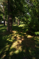 Fototapeta premium Sunlight filtering through the trees, casting shadows on the grass