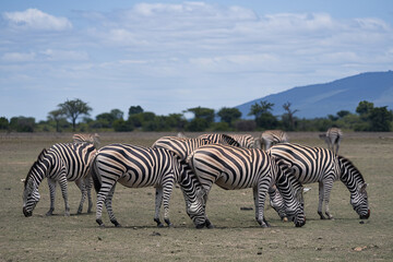 Obraz premium Zebra herd grazing on the open plains of Africa
