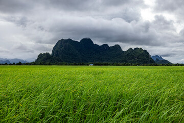 Beautiful rice field view in Burma before the rain. The sky is quite dark. The bright green rice fields contrast with the dark green mountains. It looks beautiful and natural.