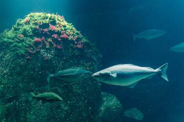 Cod and Yellowtail Swimming Underwater