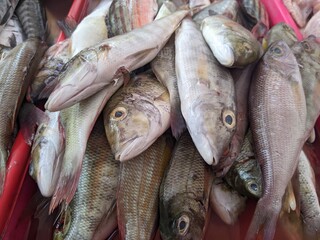 sea ​​fish sold in the market