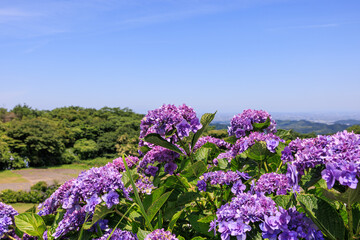 Obraz premium 三ヶ根山上に咲く紫陽花 愛知県西尾市
