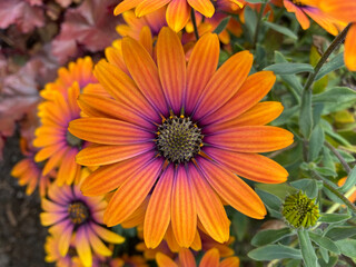 Orange African Daisy