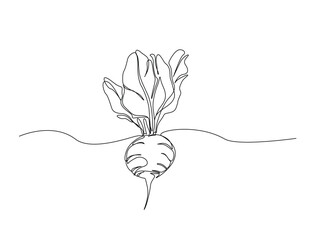 Continuous one line drawing of beetroot vegetable. Beetroot single line art vector illustration. Editable vector.
