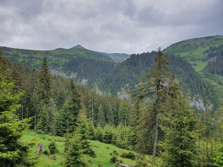Obraz premium A dense forest with tall evergreen trees, nestled in a valley surrounded by mountains. The sky is cloudy and the overall atmosphere is peaceful and serene. Rodna Mountains during summer in Romania