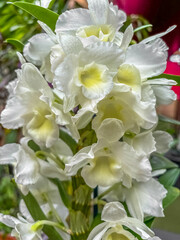Dendrobium, orchid&eacute;e blanche 