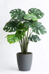 Obraz premium Monstera plant in a grey flowerpot. Houseplant. White background