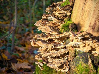 Stump in the forest with mushrooms and moss