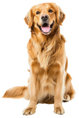 PNG Golden retriever dog sitting mammal animal pet.