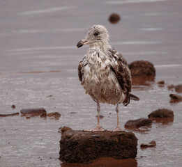 seagull on the beach