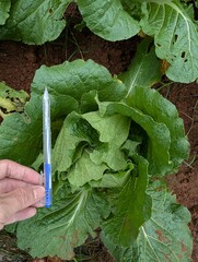 Infected cabbage plants, chinese cabbage garden in Don Duong Lam Dong, cabbage rotten by Edwinia bacteria 