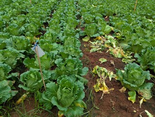 Infected cabbage plants, chinese cabbage garden in Don Duong Lam Dong, cabbage rotten by Edwinia bacteria 