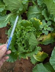 Infected cabbage plants, chinese cabbage garden in Don Duong Lam Dong, cabbage rotten by Edwinia bacteria 