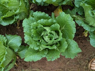 Infected cabbage plants, chinese cabbage garden in Don Duong Lam Dong, cabbage rotten by Edwinia bacteria 