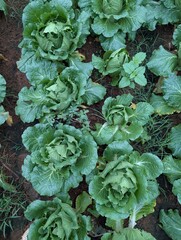 Infected cabbage plants, chinese cabbage garden in Don Duong Lam Dong, cabbage rotten by Edwinia bacteria 