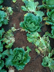 Infected cabbage plants, chinese cabbage garden in Don Duong Lam Dong, cabbage rotten by Edwinia bacteria 