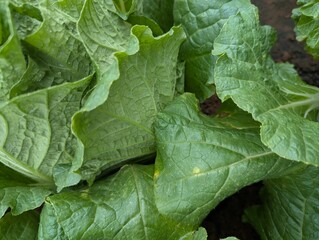 Infected cabbage plants, chinese cabbage garden in Don Duong Lam Dong, cabbage rotten by Edwinia bacteria 