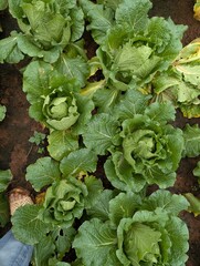 Infected cabbage plants, chinese cabbage garden in Don Duong Lam Dong, cabbage rotten by Edwinia bacteria 