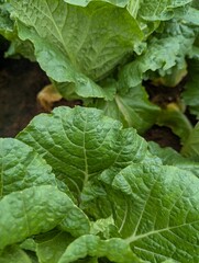 Infected cabbage plants, chinese cabbage garden in Don Duong Lam Dong, cabbage rotten by Edwinia bacteria 