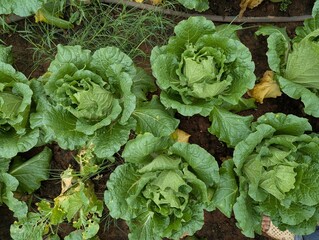 Infected cabbage plants, chinese cabbage garden in Don Duong Lam Dong, cabbage rotten by Edwinia bacteria 