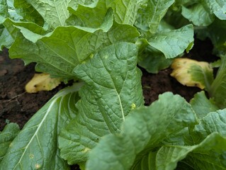 Infected cabbage plants, chinese cabbage garden in Don Duong Lam Dong, cabbage rotten by Edwinia bacteria 