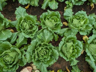 Infected cabbage plants, chinese cabbage garden in Don Duong Lam Dong, cabbage rotten by Edwinia bacteria 