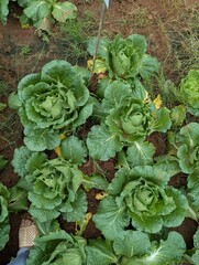 Infected cabbage plants, chinese cabbage garden in Don Duong Lam Dong, cabbage rotten by Edwinia bacteria 