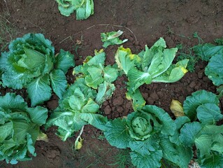 Infected cabbage plants, chinese cabbage garden in Don Duong Lam Dong, cabbage rotten by Edwinia bacteria 