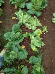 Infected cabbage plants, chinese cabbage garden in Don Duong Lam Dong, cabbage rotten by Edwinia bacteria 