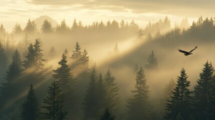 Obraz premium A serene forest scene with mist and sunlight, featuring a bird soaring above the trees.