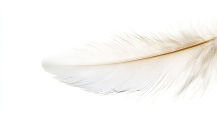 Obraz premium white feather white background