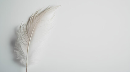 Obraz premium white feather white background