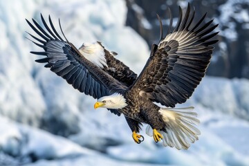 Fototapeta premium A majestic eagle in flight against a backdrop of icy landscapes.