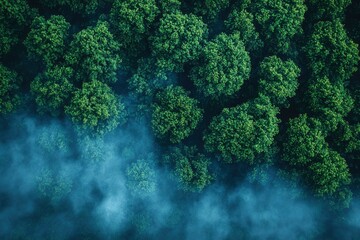 Aerial View of Foggy Forest Canopy