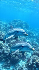 Obraz premium Dolphin in the underwater world. Underwater dolphin. Dolphin underwater. Dolphin undersea, Dolphins Leaping
