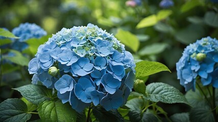 Low Light Hydrangea Blooms: A Serene Garden Escape