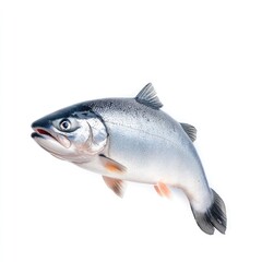 Obraz premium Whole Salmon Head on White Background