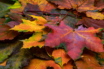 A pile of colorful fallen autumn oak leaves