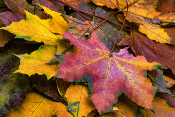 A pile of colorful fallen autumn oak leaves