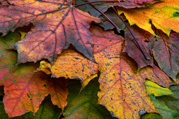 A pile of colorful fallen autumn oak leaves
