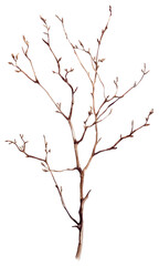 Obraz premium PNG Dry branchs art illustration tree.