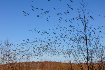 A huge flock of geese fly over the lake, captured from below on a sunny day, with clouds in the background, horizontal