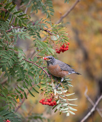 Robin eating berries