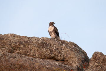 Red Tailed Hawk on rock