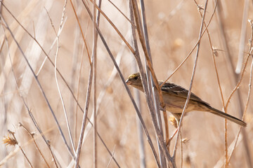 Grasshopper sparrow