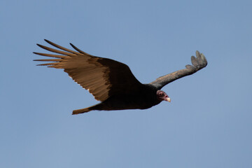 Turkey Vulture
