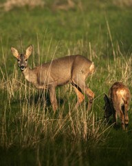 Deer Grazing in Sunlit Meadow