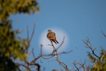 American Kestrel